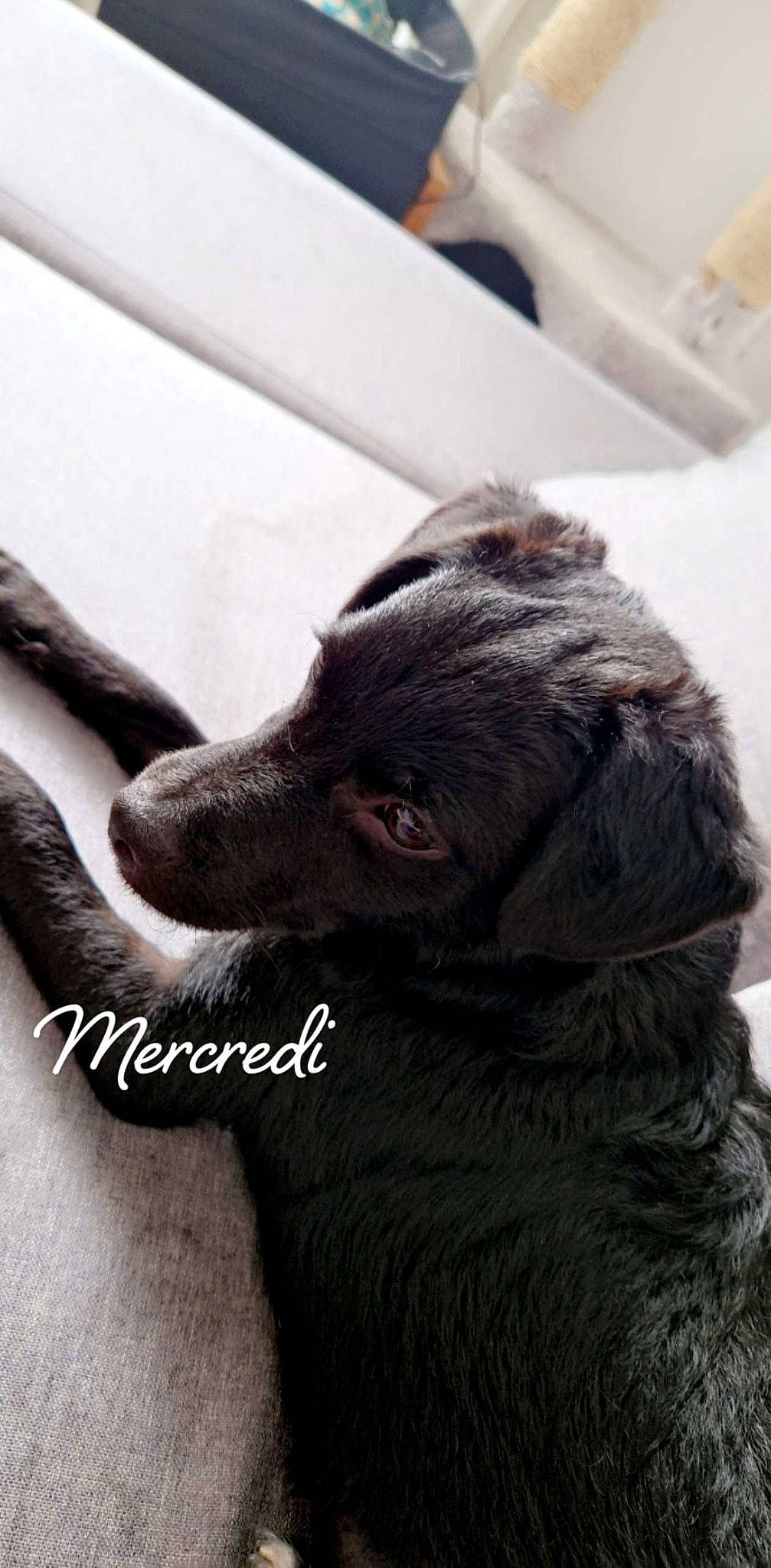 Yuki a rejoint le concours — aidez-le/la à gagner de superbes lots ! borador, canidae, carnivore, claw, collar, companion_dog, dog, dog_breed, dog_collar, ear, flesh, fur, gesture, hand, liver, sporting_group, terrestrial_animal, whiskers, working_animal, wrinkle