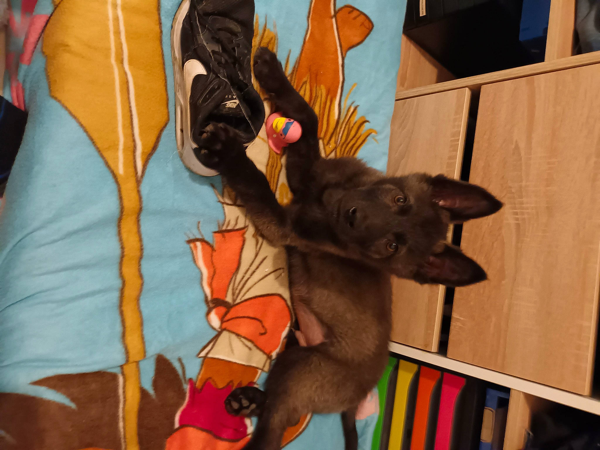 Saphir a rejoint le concours — aidez-le/la à gagner de superbes lots ! art, canidae, carnivore, costume, dog_breed, event, fawn, felidae, fictional_character, fun, fur, gesture, headgear, small_to_medium_sized_cats, sporting_group, stuffed_toy, tradition, tree, visual_arts, working_animal