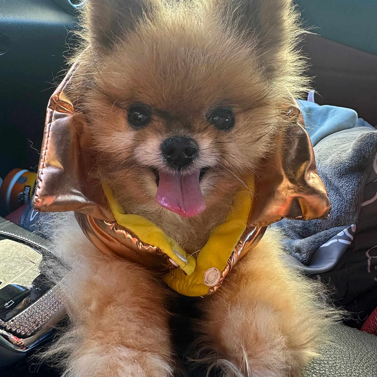 Sur Maddox Meatball joined the competition — help win amazing prizes! animal, car_door, car_interior, companion, cute, dog, fluffy, front_paw, fur, happy, jacket, leather_seat, pet, pomeranian, seat, small_dog, sunlight, tongue_out, travel, window