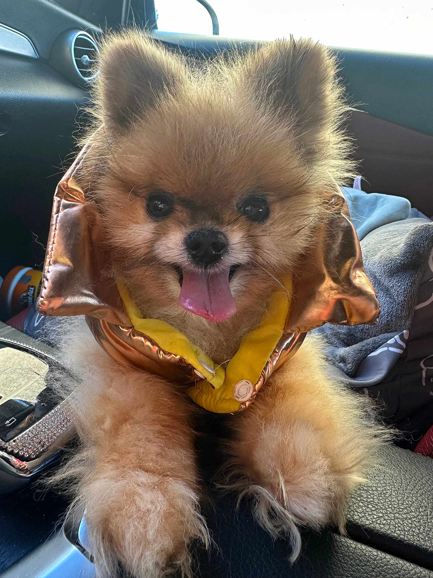 Sur Maddox Meatball joined the competition — help win amazing prizes! animal, car_door, car_interior, companion, cute, dog, fluffy, front_paw, fur, happy, jacket, leather_seat, pet, pomeranian, seat, small_dog, sunlight, tongue_out, travel, window