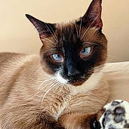 Nino is registered to the contest to win money with this photo: animal, blue_eyes, cat, closeup, cute, domestic, ears, feline, fur, indoor, mammal, paw, pet, portrait, relaxed, resting, siamese, soft, whiskers