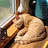Kevin is registered to the contest to win money with this photo: cat, orange_cat, sleeping, sleepy, windowsill, sunlight, indoor, home, window, curled_up, fur, whiskers, paws, tail, collar, watering_can, curtain, wood, relaxed, nap