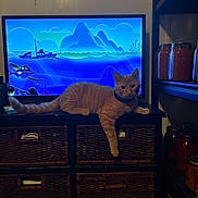 Kevin is registered to the contest to win money with this photo: cat, ginger_cat, feline, pet, animal, lying_down, relaxed, orange_fur, striped_fur, green_eyes, whiskers, tail, paws, indoor, living_room, television, screen, entertainment_center, wicker_storage, jars