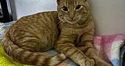 Kevin joined the competition — help win amazing prizes! cat, orange_tabby, pet, feline, animal, portrait, lying_down, sitting, paws, whiskers, ears, striped_fur, green_eyes, bed, blanket, quilt, stuffed_animal, indoors, home, relaxed