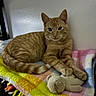 animal, bed, blanket, cat, ears, feline, green_eyes, home, indoors, lying_down, orange_tabby, paws, pet, portrait, quilt, relaxed, sitting, striped_fur, stuffed_animal, whiskers