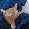 Kevin is registered to the contest to win money with this photo: cat, kitten, orange_cat, sleeping, sleepy, closed_eyes, whiskers, ears, pink_nose, paw, fur, blanket, blue_blanket, cozy, cuddled, indoors, portrait, close_up, cute, relaxed