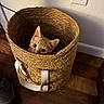 animal, basket, cable, cat, closeup, ears, electrical_outlet, furry, home, indoors, kitten, orange_tabby, pet, playful, portrait, sitting, wall, wide_eyes, wooden_floor, woven_basket
