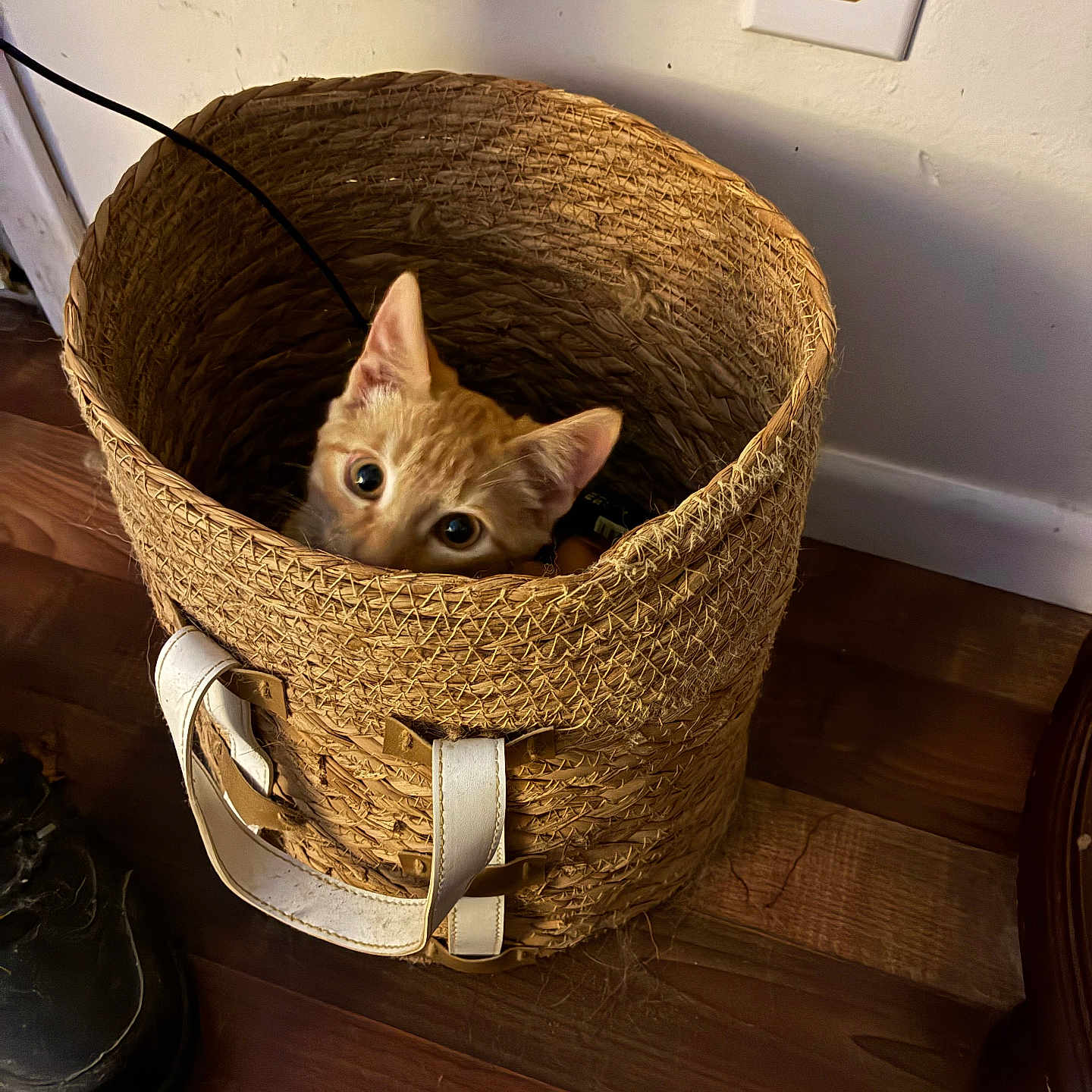 Kevin joined the competition — help win amazing prizes! cat, kitten, orange_tabby, animal, pet, basket, woven_basket, indoors, wooden_floor, home, wall, electrical_outlet, cable, portrait, closeup, wide_eyes, ears, furry, sitting, playful