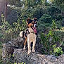 Sacha participe au concours pour gagner de l'argent avec cette photo : adventure, animal, collar, daylight, dog, explorer, forest, greenery, happy, mammal, nature, outdoor, pet, scenic, standing, stone_wall, sunlight, tongue_out, trees, wildlife