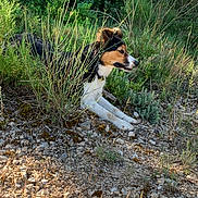 Sacha participe au concours pour gagner de l'argent avec cette photo : alert, animal, bushes, canine, collar, dog, earth, fur, grass, nature, outdoor, quiet, resting, rocks, side_view, sunlight, terrain, tricolor, watchful, wild_plants