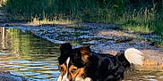 Sacha participe au concours pour gagner de l'argent avec cette photo : animal, canine, curious, daytime, dirt_path, dog, forest, grass, mud, nature, outdoor, playful, puddle, reflection, summer, sunlight, trees, tricolor, water, wet