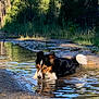 animal, canine, curious, daytime, dirt_path, dog, forest, grass, mud, nature, outdoor, playful, puddle, reflection, summer, sunlight, trees, tricolor, water, wet