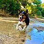 animal, canine, daytime, dog, ears_up, forest, greenery, happy, mud, nature, outdoor, path, playful, puddle, reflection, running, sunlight, tongue_out, trees, water