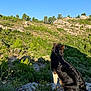 Sacha a rejoint le concours — aidez-le/la à gagner de superbes lots ! animal, back_view, canine, daytime, dog, greenery, hill, landscape, mountain, nature, outdoor, pet, rocks, scenic, serene, sitting, sky, sunlight, trees, wildlife