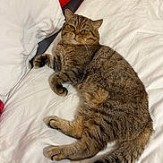 Archie joined the competition — help win amazing prizes! animal, bed, cat, coca_cola, cozy, cute, domestic_animal, feline, fur, indoor, looking_at_camera, lying_down, pet, pillow, relaxed, resting, tabby_cat, tail, whiskers, white_bedding