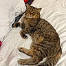 animal, bed, cat, coca_cola, cozy, cute, domestic_animal, feline, fur, indoor, looking_at_camera, lying_down, pet, pillow, relaxed, resting, tabby_cat, tail, whiskers, white_bedding