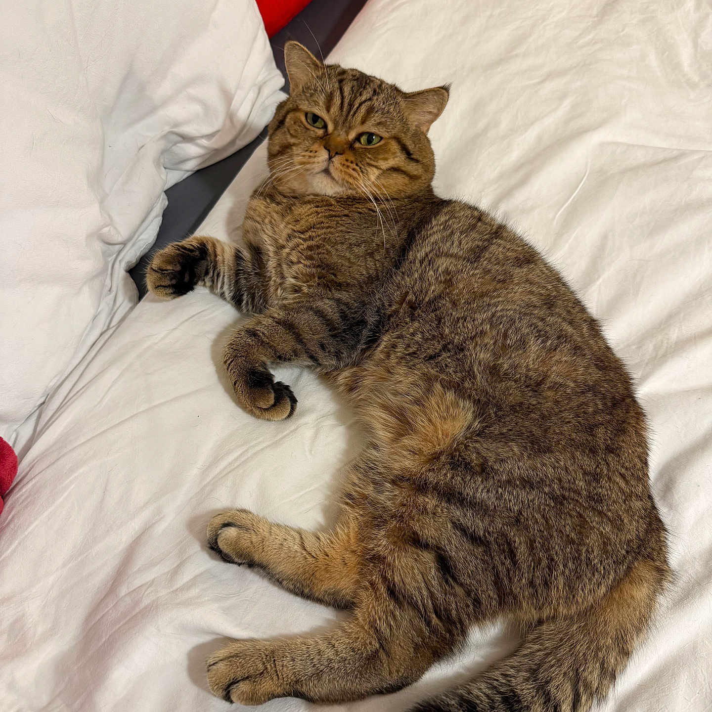 Archie