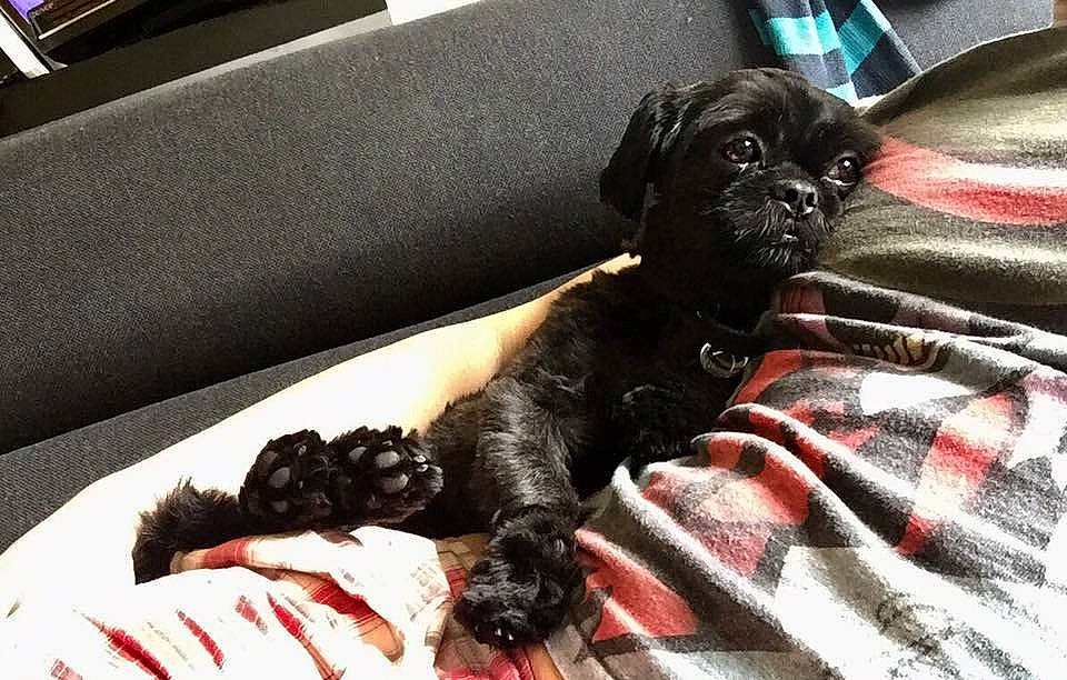 Chewy joined the competition — help win amazing prizes! bed, canidae, carnivore, comfort, companion_dog, couch, dog, dog_breed, dog_supply, duvet, fawn, fur, guard_dog, linens, liver, snout, sporting_group, tail, toy_dog, working_animal