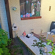 Channelle a rejoint le concours — aidez-le/la à gagner de superbes lots ! cat, garden, plants, flamingo_decoration, white_gravel, painted_window, flowers, wall, sign, surveillance_sign, outdoor, greenery, decor, cozy, relaxing, daylight, chair, table, cushion, animal