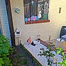 cat, garden, plants, flamingo_decoration, white_gravel, painted_window, flowers, wall, sign, surveillance_sign, outdoor, greenery, decor, cozy, relaxing, daylight, chair, table, cushion, animal