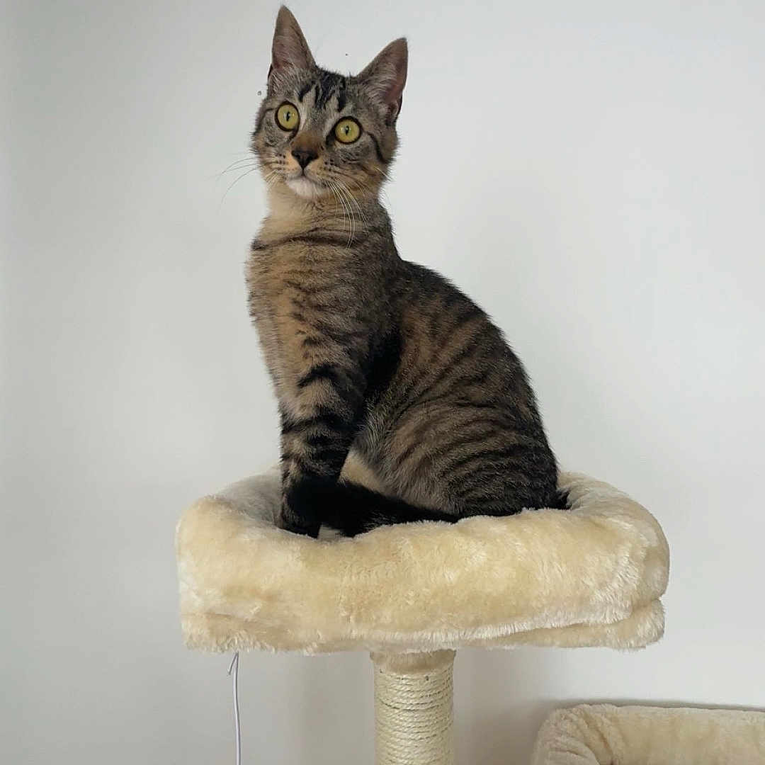 Tigrou a rejoint le concours — aidez-le/la à gagner de superbes lots ! alert, animal, beige, cat, cat_tree, cozy, curious, ears, feline, fur, home, indoor, perched, pet, playful, scratching_post, sitting, tabby, toy, whiskers