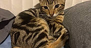 Apollo is registered to the contest to win money with this photo: cat, tabby_cat, pet, animal, feline, striped_fur, curled_up, sitting, portrait, whiskers, ears, eyes, tail, paws, couch, blanket, curtains, indoor, cozy, closeup