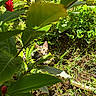 Apollo is registered to the contest to win money with this photo: cat, tabby_cat, animal, pet, face, eyes, ears, whiskers, garden, tropical, foliage, leaves, flowers, red_flower, greenery, outdoor, nature, sunlight, grass, camouflage