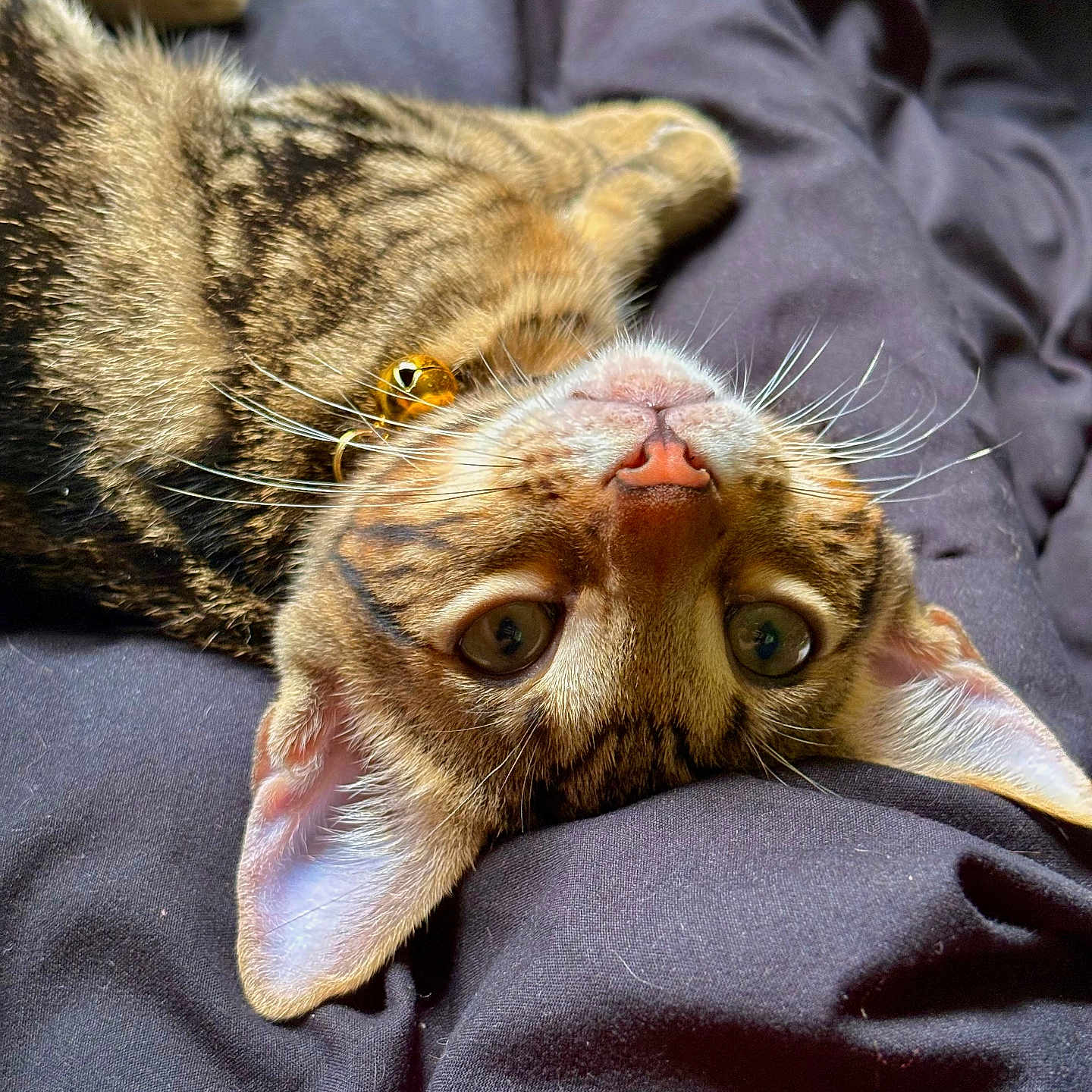 Apollo is registered to the contest to win money with this photo: cat, tabby, feline, pet, animal, upside_down, closeup, portrait, green_eyes, whiskers, pink_nose, ears, fur, striped_fur, lying_down, relaxed, blanket, indoor, cozy, photography