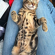 Apollo is registered to the contest to win money with this photo: cat, kitten, tabby, striped_fur, sleeping, relaxed, belly_up, paws, whiskers, ears, feline, pet, animal, car, vehicle, jeans, lap, indoor, close_up, cute