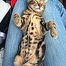 cat, kitten, tabby, striped_fur, sleeping, relaxed, belly_up, paws, whiskers, ears, feline, pet, animal, car, vehicle, jeans, lap, indoor, close_up, cute