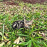 cat, tabby_cat, animal, pet, feline, grass, leaves, outdoors, nature, garden, wildlife, crouching, sitting, striped_fur, greenery, brown_fur, ears, whiskers, portrait, ground