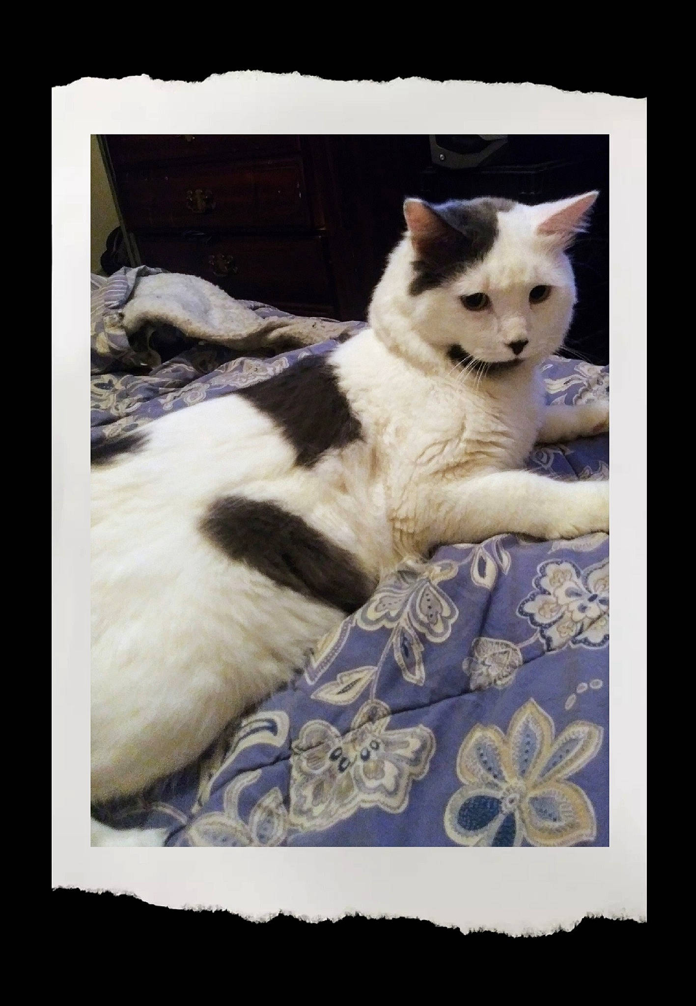 Ashton is registered to the contest to win money with this photo: black_and_white, carnivore, cat, fawn, felidae, fur, kitten, paw, photo_caption, photography, ragdoll, small_to_medium_sized_cats, tail, whiskers