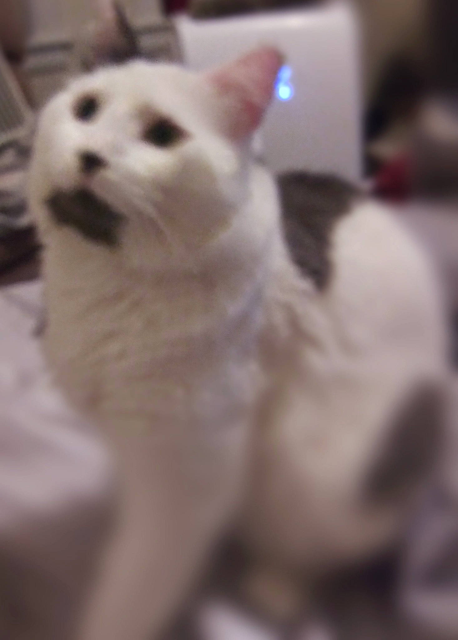 Ashton is registered to the contest to win money with this photo: asian, burmilla, carnivore, cat, colorpoint_shorthair, eye, felidae, fur, head, khao_manee, kitten, mammal, nose, ragdoll, small_to_medium_sized_cats, snout, turkish_angora, turkish_van, whiskers, white