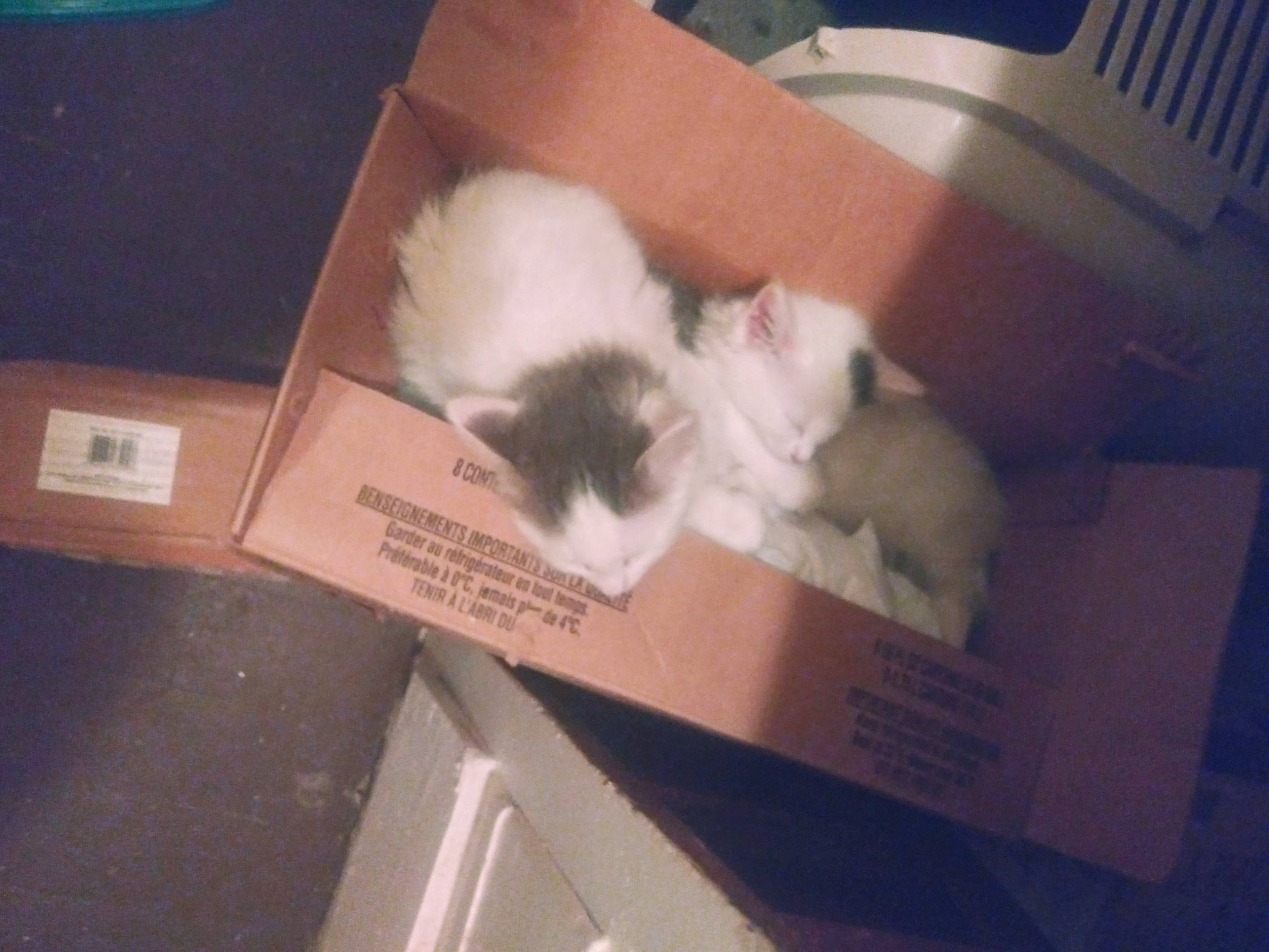 Skyler joined the competition — help win amazing prizes! box, carnivore, cat, felidae, kitten, ragdoll, small_to_medium_sized_cats, whiskers