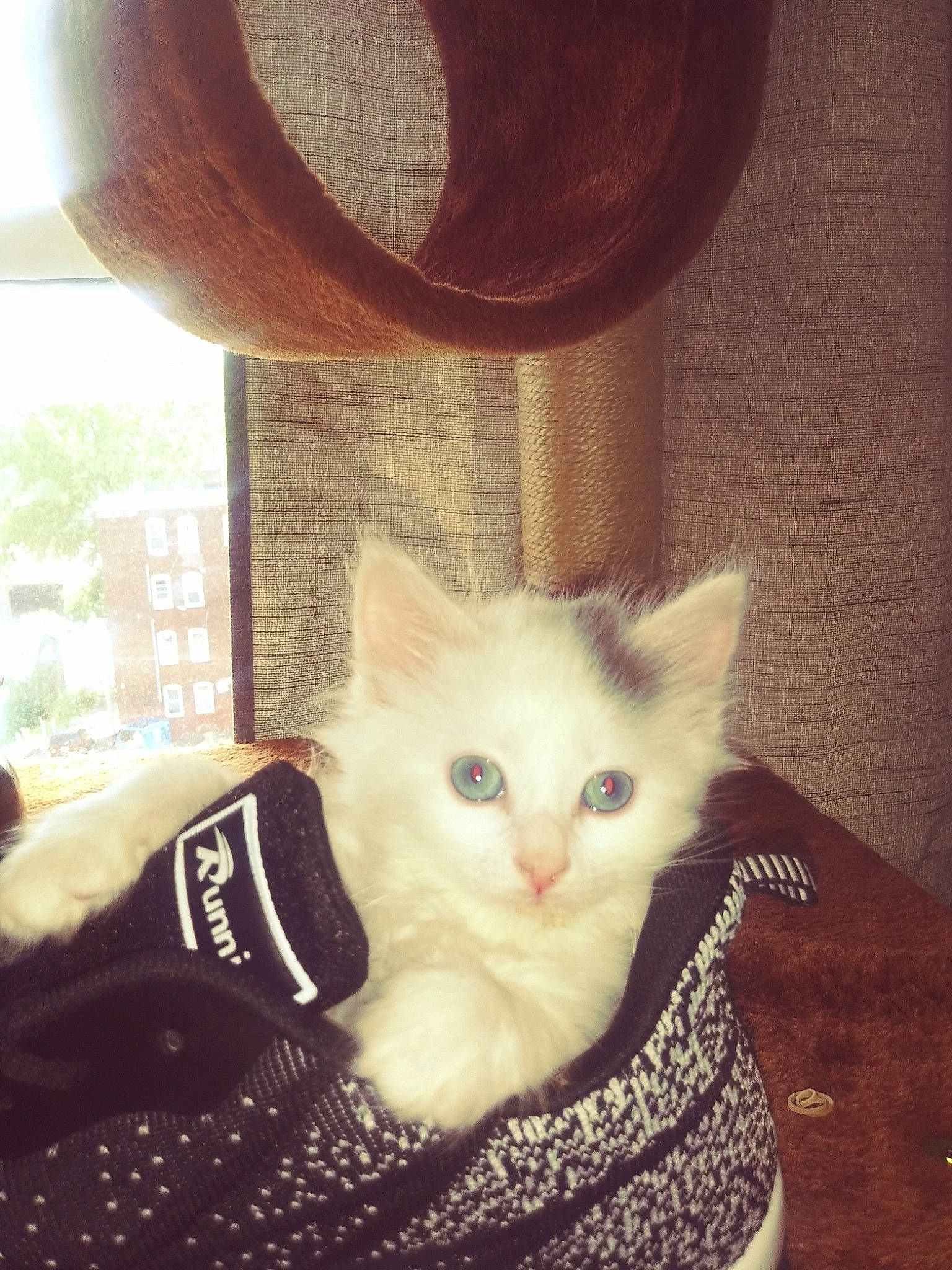 Skyler joined the competition — help win amazing prizes! asian, carnivore, cat, colorpoint_shorthair, domestic_short_haired_cat, ear, european_shorthair, eye, fawn, felidae, fur, khao_manee, kitten, mammal, ojos_azules, small_to_medium_sized_cats, tail, turkish_angora, turkish_van, whiskers