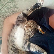 Nature Kat joined the competition — help win amazing prizes! cat, tabby, sleeping, stretching, couch, person, arm, indoor, relaxed, nap, feline, pet, striped, comfort, domestic, whiskers, fur, claws, resting, cozy