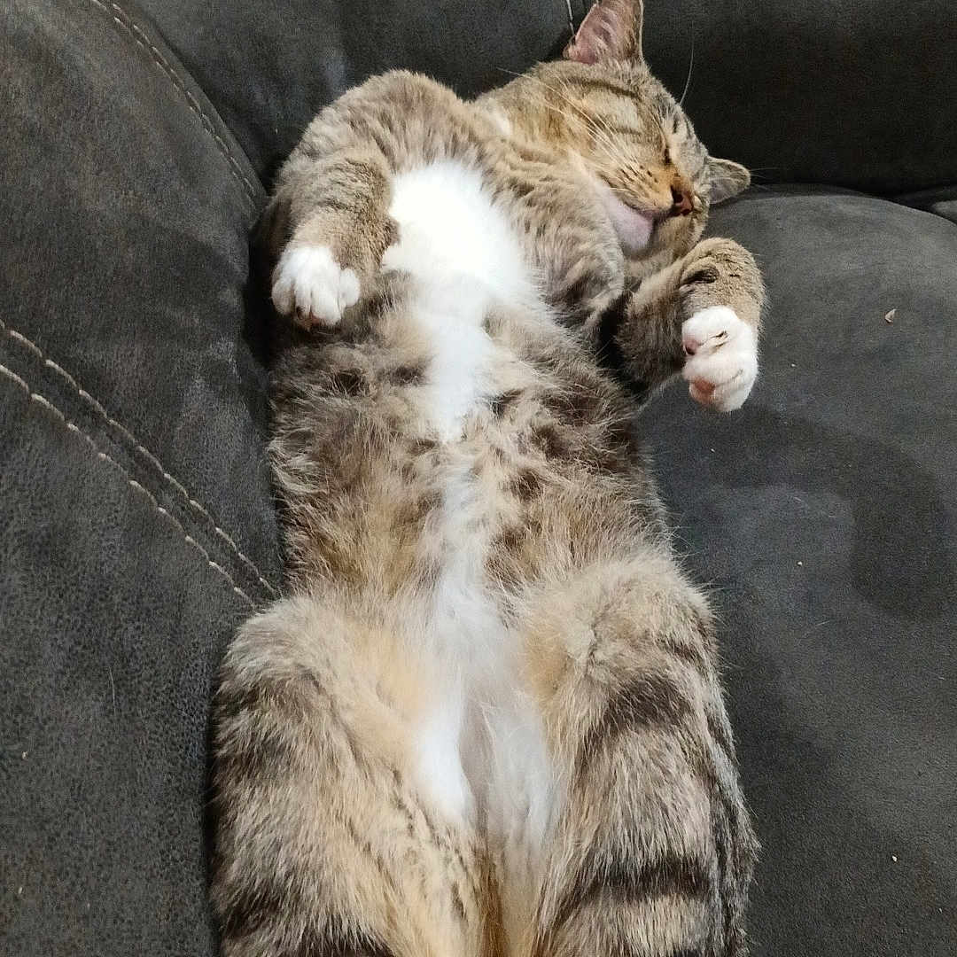 Nature Kat is registered to the contest to win money with this photo: animal, cat, comfort, couch, cozy, cute, domestic_animal, feline, fur, home, indoor, leisure, paw, pet, relaxed, resting, sleeping, tabby, whiskers, white_paws