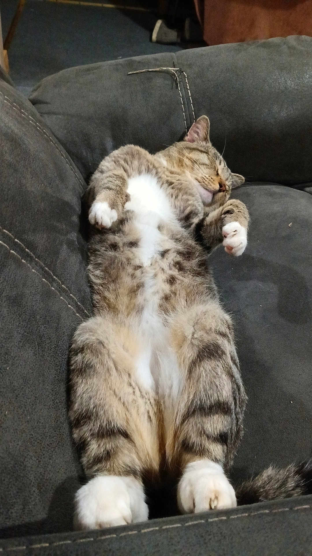 Nature Kat is registered to the contest to win money with this photo: cat, tabby, sleeping, couch, indoor, pet, feline, relaxed, white_paws, fur, whiskers, cozy, domestic_animal, resting, comfort, animal, cute, paw, home, leisure