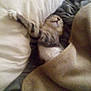Nature Kat is registered to the contest to win money with this photo: kitten, cat, sleeping, pillow, blanket, bed, cozy, fur, tabby, resting, indoor, cute, pet, animal, soft, relaxation, comfort, feline, nap, home