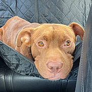 Tugboat joined the competition — help win amazing prizes! dog, brown_dog, car, car_interior, seat_cover, quilted_cover, resting, close_up, pet, animal, looking, ears, nose, fur, eyes, leather_seat, black, cozy, indoor, vehicle