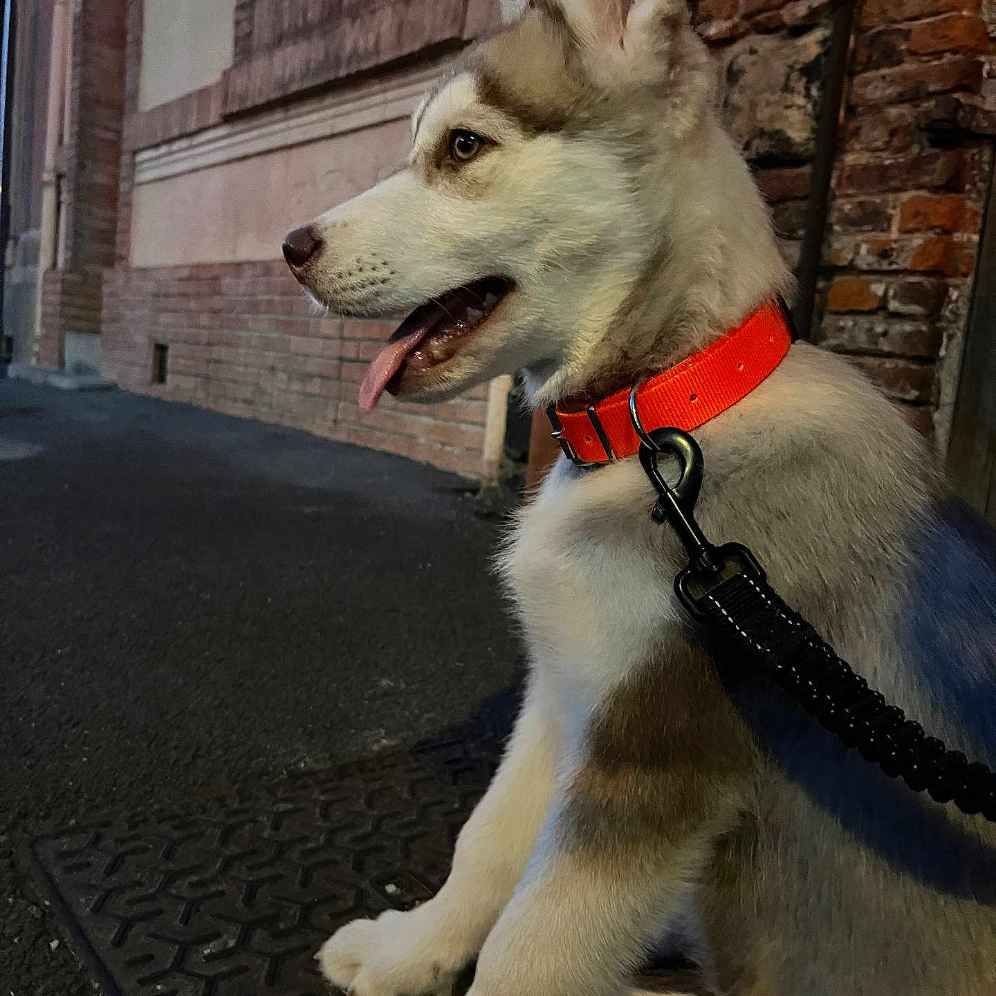 Tayrone a rejoint le concours — aidez-le/la à gagner de superbes lots ! alert, animal, brick_wall, canine, collar, curious, dog, ears_up, evening, husky, leash, outdoor, pet, puppy, sidewalk, sitting, street, tongue_out, urban, young