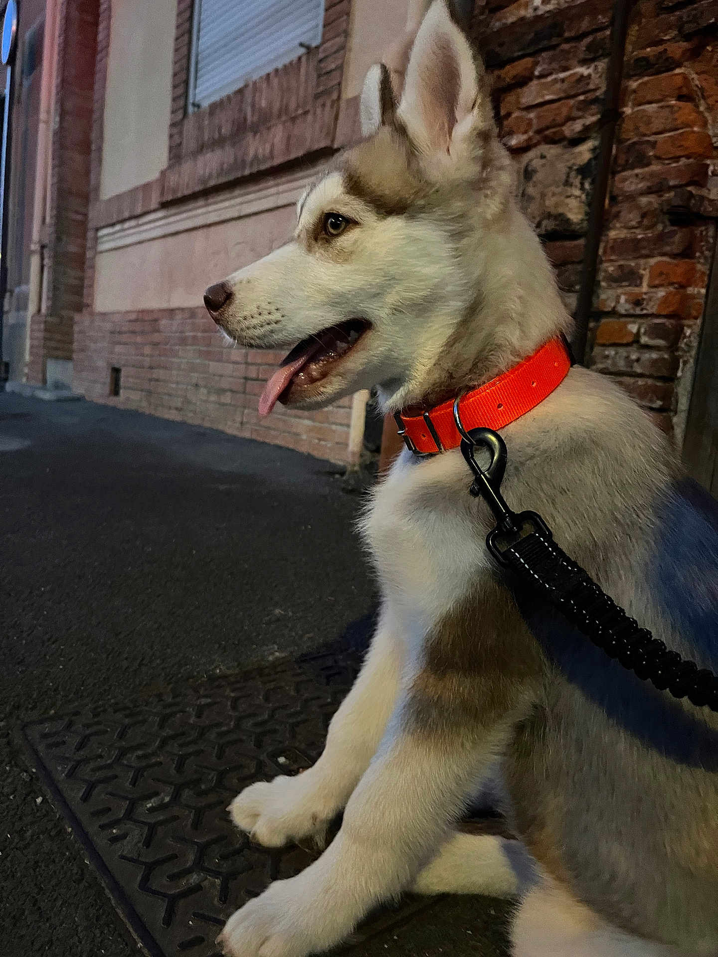 Tayrone a rejoint le concours — aidez-le/la à gagner de superbes lots ! dog, puppy, husky, collar, leash, sidewalk, urban, brick_wall, street, evening, outdoor, pet, canine, tongue_out, ears_up, young, animal, sitting, curious, alert