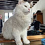 cat, white_cat, feline, indoor, table, wooden_beams, furniture, glass_table, pet, domestic_animal, looking_away, fluffy, long_hair, ears, paws, window, chair, cabinet, coat, household