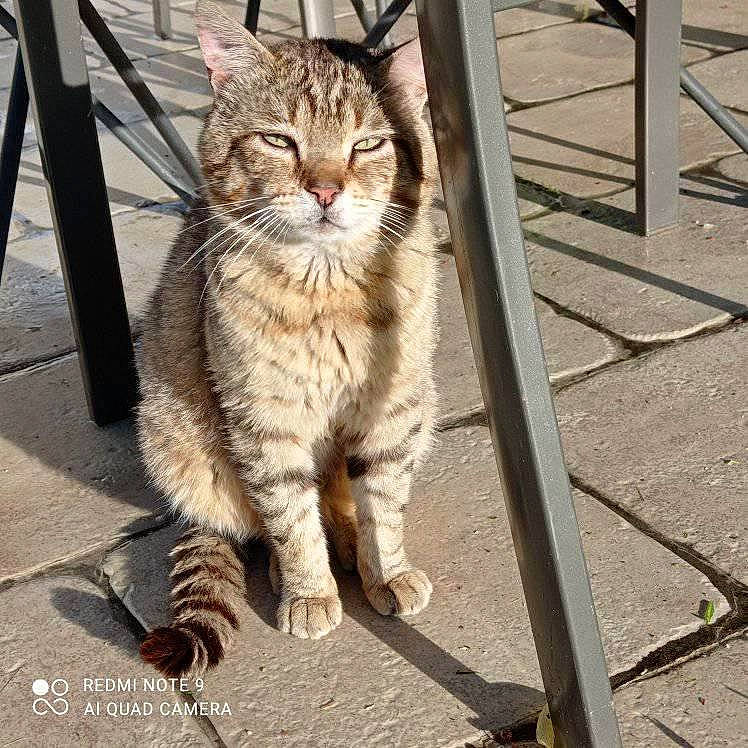 Grincheux a rejoint le concours — aidez-le/la à gagner de superbes lots ! automotive_tire, carnivore, cat, claw, domestic_short_haired_cat, fawn, felidae, fur, metal, paw, road_surface, sidewalk, sitting, small_to_medium_sized_cats, snout, tail, terrestrial_animal, tree, whiskers, wood