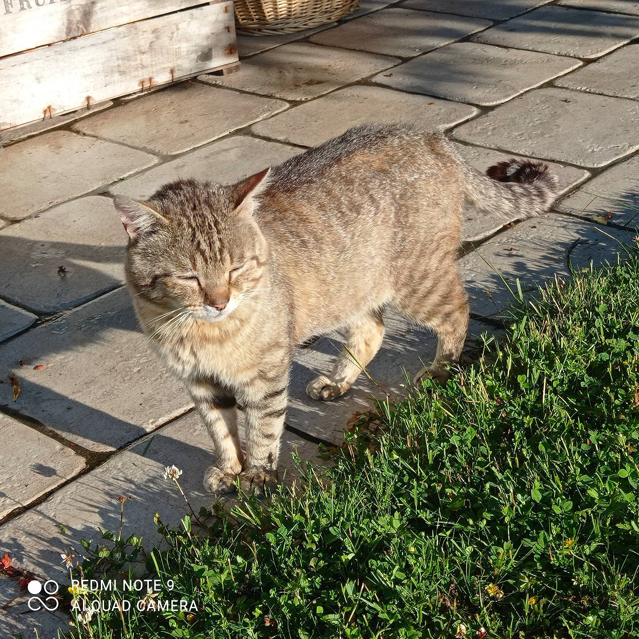 Grincheux participe au concours pour gagner de l'argent avec cette photo : carnivore, cat, domestic_short_haired_cat, felidae, flagstone, fur, grass, groundcover, metal, organism, plant, road_surface, shadow, sitting, small_to_medium_sized_cats, snout, tail, terrestrial_animal, whiskers, wildlife