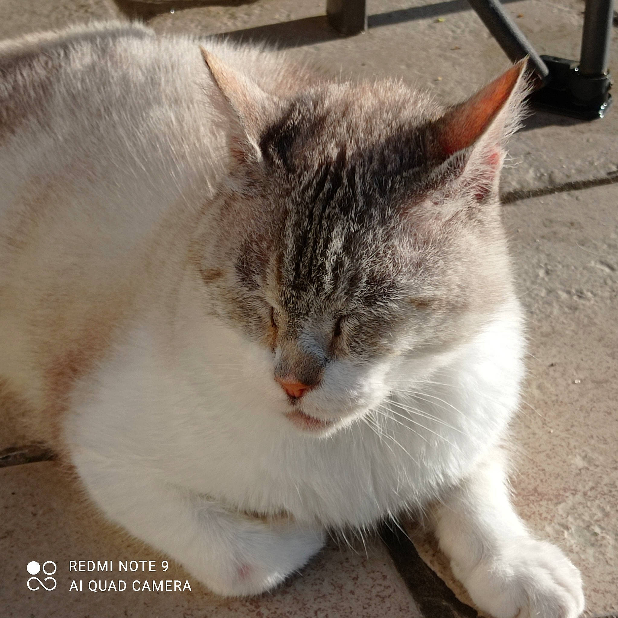 Sushie participe au concours pour gagner de l'argent avec cette photo : carnivore, cat, claw, domestic_short_haired_cat, felidae, fur, grass, paw, road_surface, sitting, small_to_medium_sized_cats, tail, terrestrial_animal, whiskers