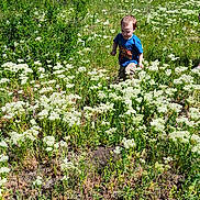 Wesley is registered to the contest to win money with this photo: child, toddler, boy, blue_shirt, spiderman, wildflowers, field, greenery, outdoor, nature, sunlight, grass, plants, adventure, walking, summer, young_child, casual_clothing, daytime, exploration