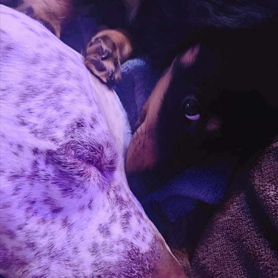 Athena is registered to the contest to win money with this photo: animal, blanket, close_up, companion, cozy, cute, dog, dogs, friendship, fur, indoor, mammal, napping, paw, pet, purple_light, relaxation, resting, sleeping, snuggling