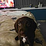 animal, bed, blanket, blurred_background, brown_dog, carpet, cozy, curious, cute, dog, domestic_animal, furniture, indoor, looking, pet, puppy, room, soft_lighting, television, young_dog