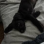 Jensen is registered to the contest to win money with this photo: animal, bed, black, blanket, canine, comfort, companion, cozy, cute, dog, domestic_animal, fur, indoor, lying_down, pet, puppy, relaxed, resting, sleeping, soft